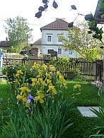 Třibřichy