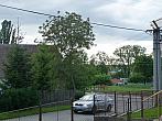 Třibřichy