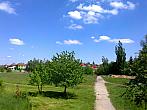 Borovina