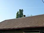Třibřichy