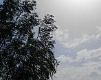 Borovina