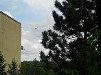 Borovina