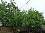 Třibřichy