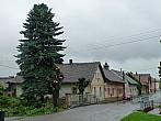 Třibřichy