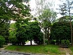 Borovina
