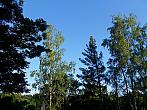 Borovina