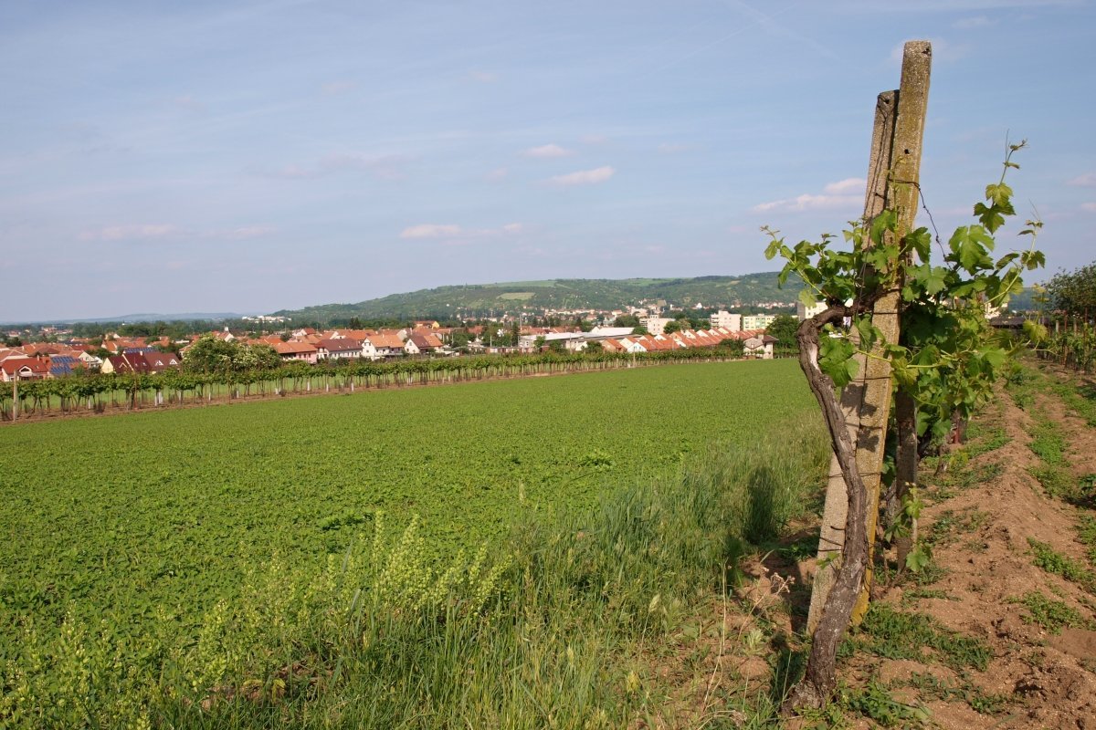 Hrušovany u Brna