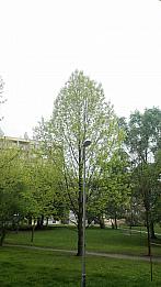 Ostarva