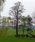 Kameničná