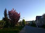 Stařeč