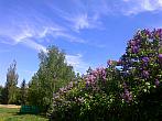Borovina