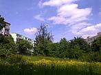 Borovina