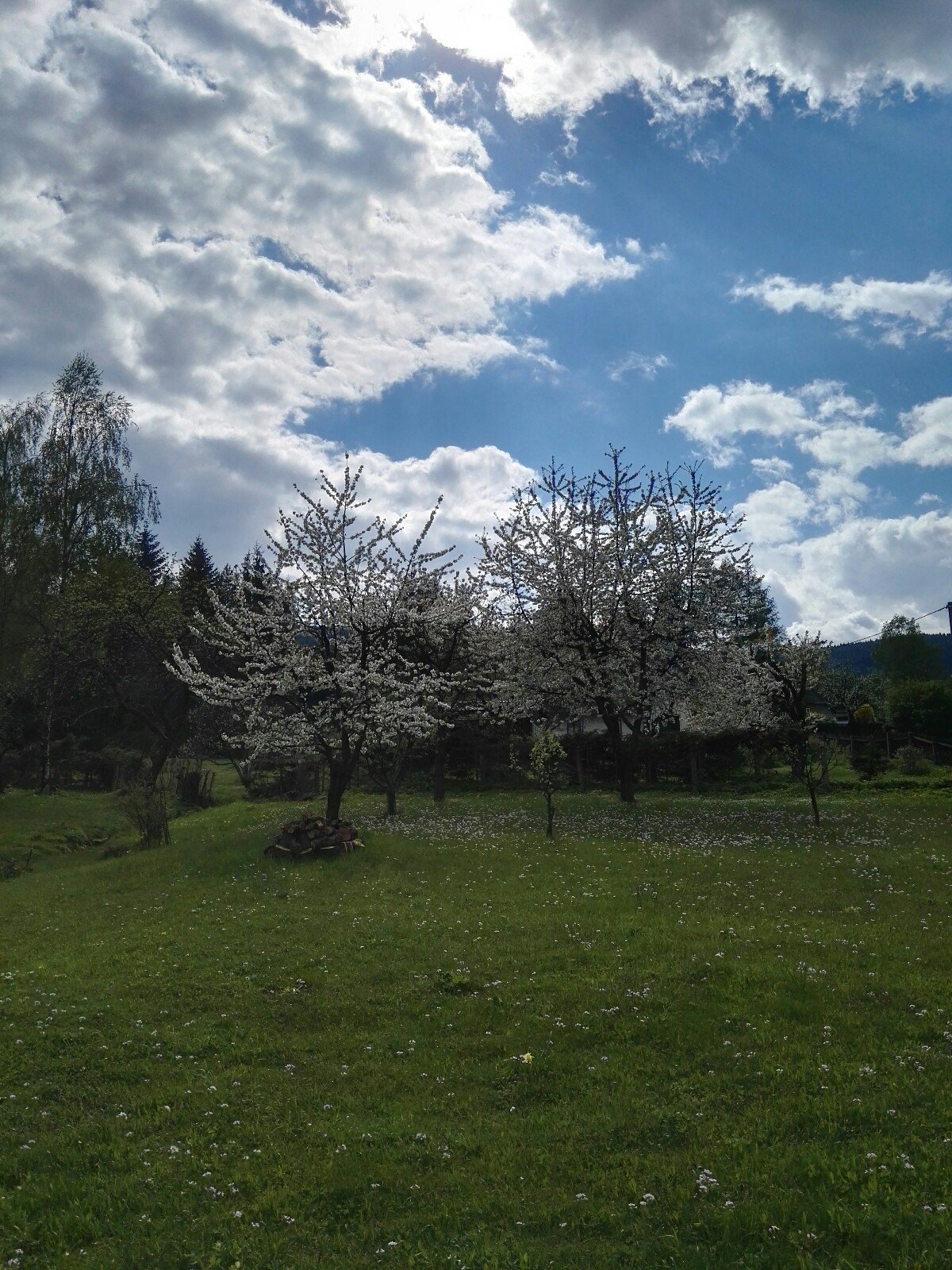 Králíky