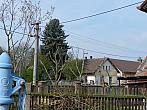 Třibřichy