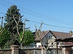 Třibřichy