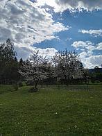 Králíky