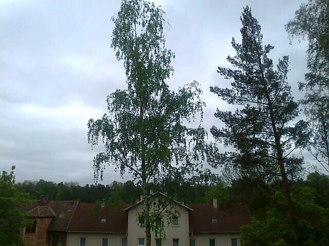 Borovina