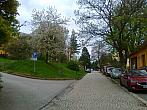 Borovina