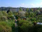 Borovina
