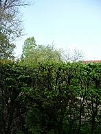 Třibřichy