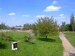 Borovina
