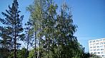 Borovina