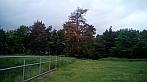 Borovina