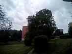 Borovina