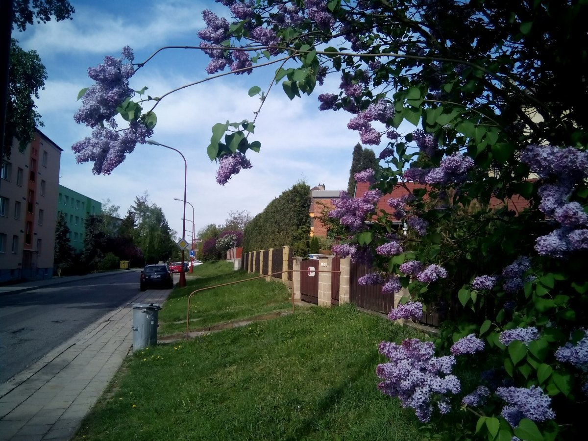 Borovina