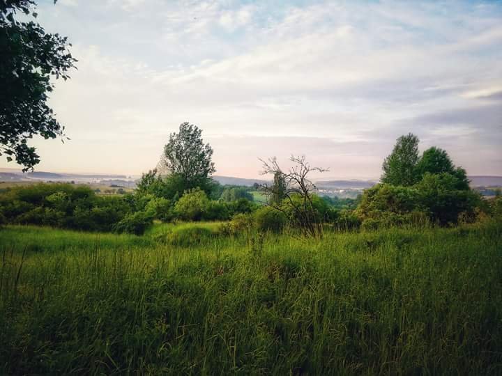 Tachov