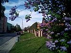 Borovina