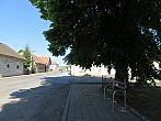 Třibřichy