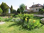 Třibřichy