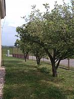 Třibřichy