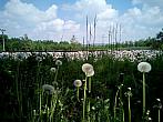 Borovina