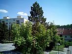 Borovina