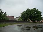 Třibřichy