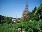Borovina