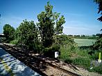 Borovina
