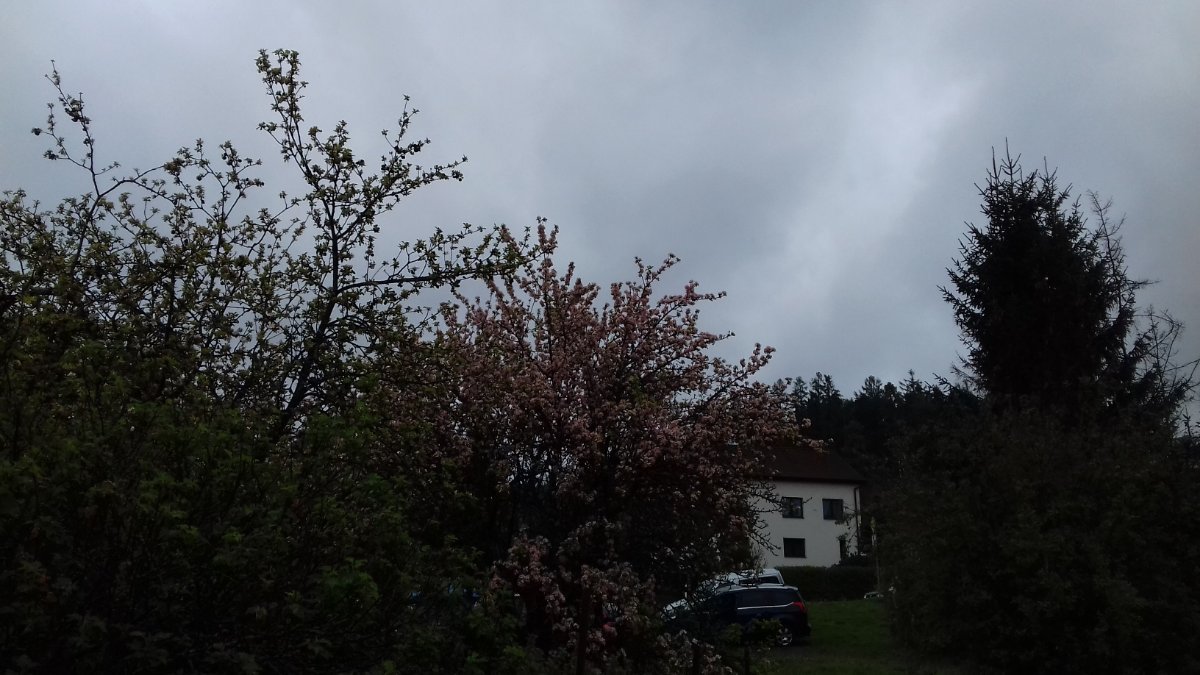 Olešná