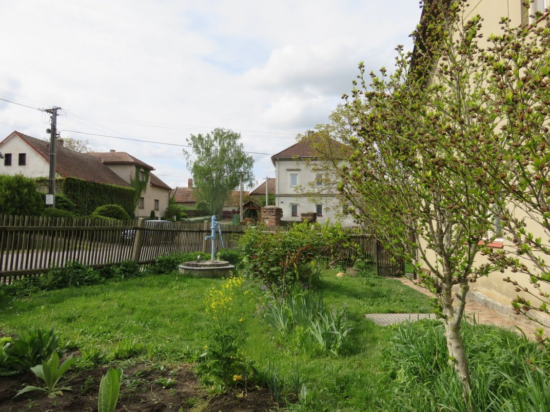 Třibřichy