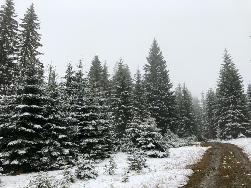 Březník