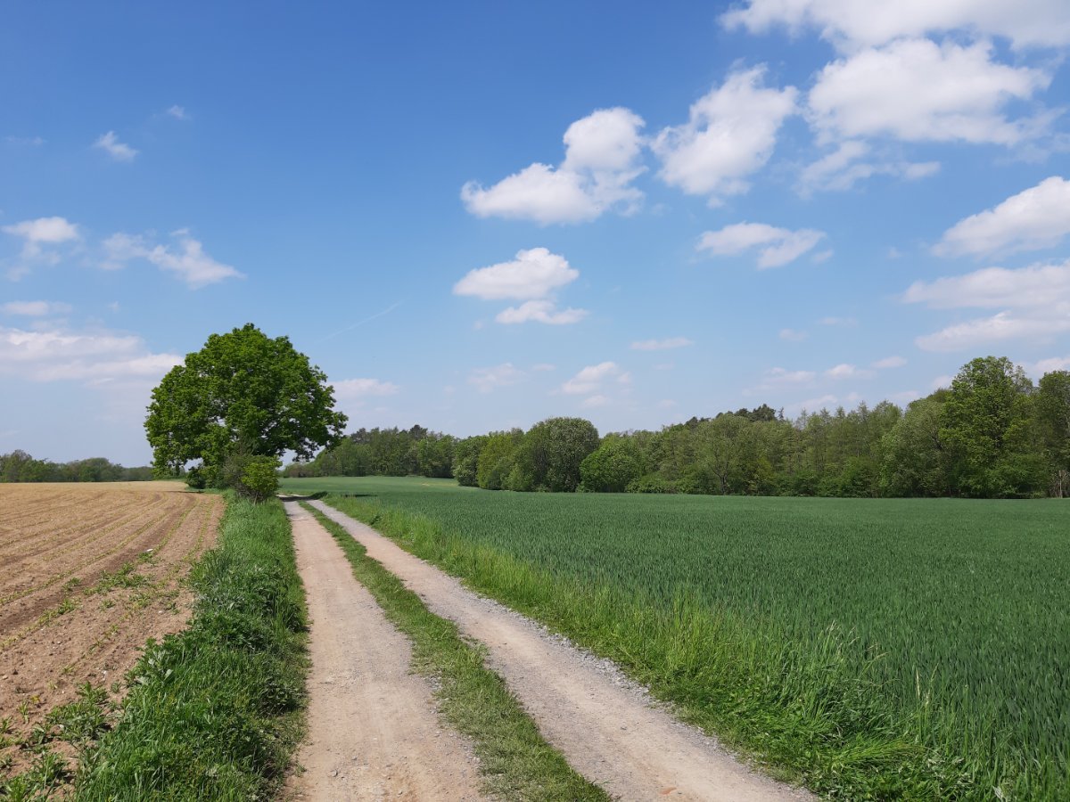 Bítovany