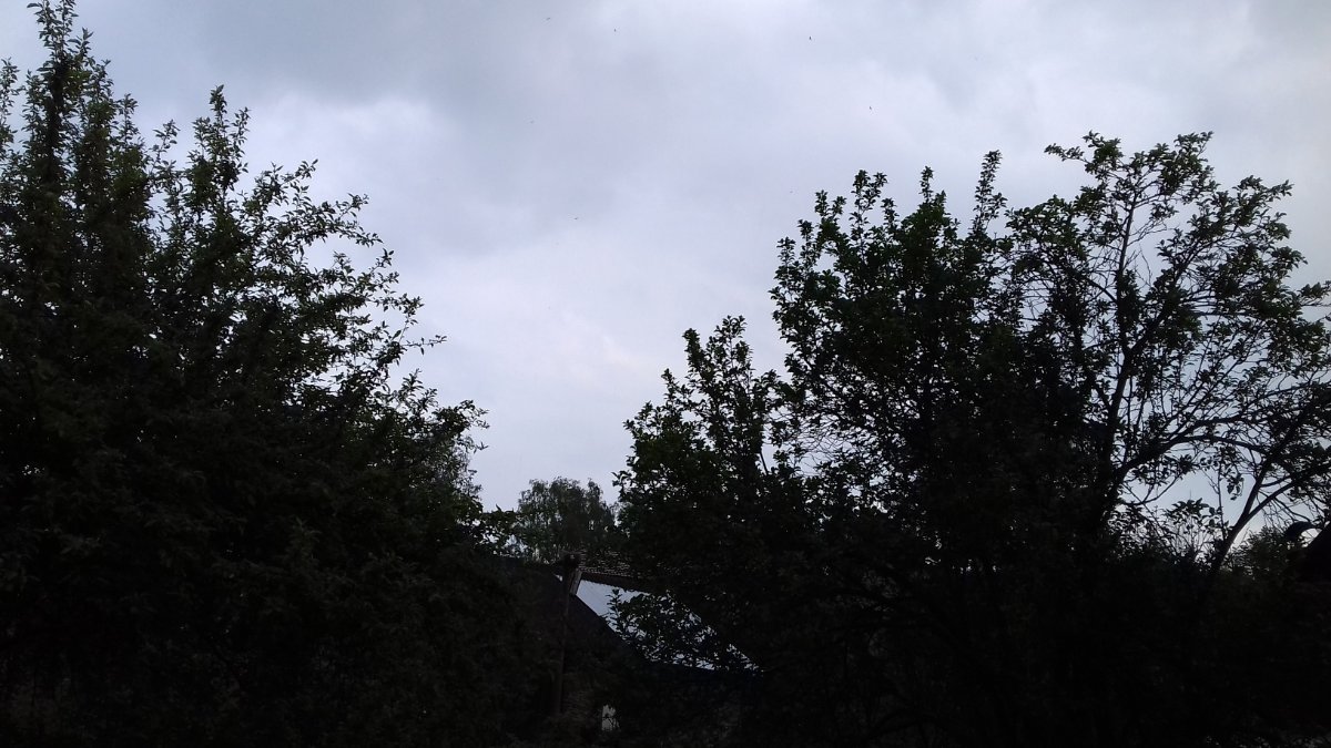 Olešná