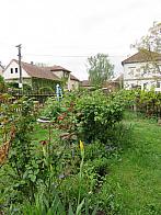 Třibřichy