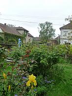 Třibřichy