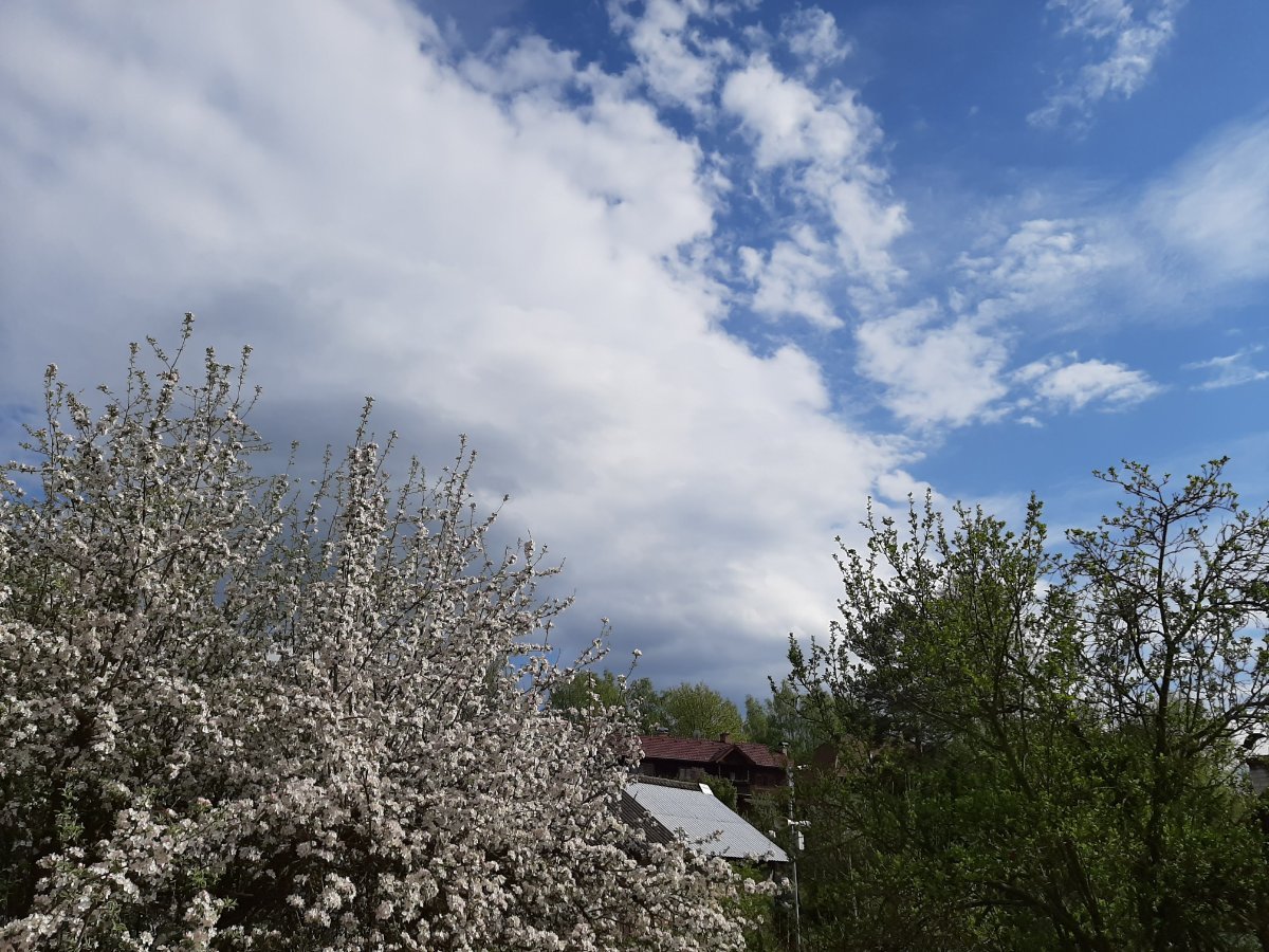 Olešná