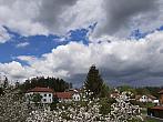 Olešná