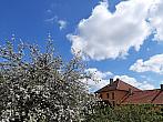 Olešná