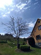 Skalité